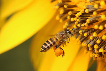 Quand aromathérapie et apithérapie ne font plus qu'un !